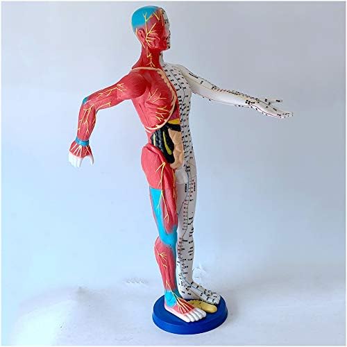 אדם דיקור דגם - 60 סמ אדם גוף מרידיאן נקודת דיקור דגם-אדם שרירים דגם-הפגנה של רך גומי דיקור ונקודת דיקור עיסוי