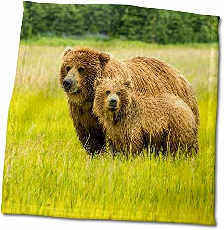 3drose danita delimont - דובים - ארהב, אלסקה, דוב גריזלי עם מגבות - מגבות