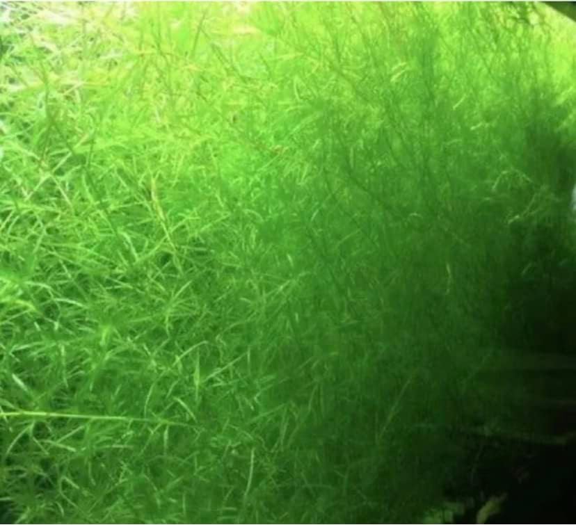 חי אקווריום מים מתוקים צמח גופי דשא לדגים שלך לשחק ולהסתיר ב-למתחילים צמח