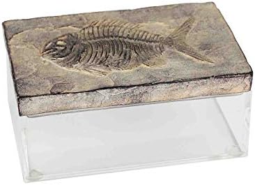 מאובנים של סגברוק פולירזין עם קופסה אקרילית, אבן, 6.75x6.75x14.25, חום