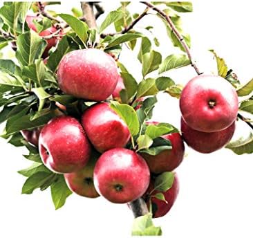 ניחוח שמן ניחוח של תפוחים מקינטוש טריים שנבחרו לייצור נרות, סבונים, תרסיסים ועוד