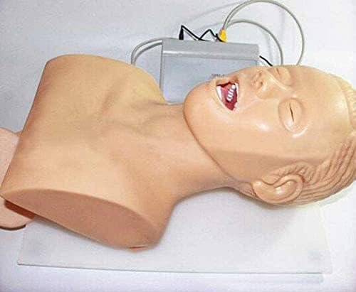 Himfl הכשרת Manikin Model Model Model Model Model Advanced intubation intubation למבוגרים לסיוע בהכשרה רפואית