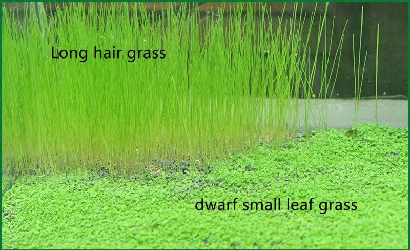 Misuhalou 2 חבילות אקווריום דשא אקווריום דשא מים אקווריום דשא עלים קטן ועשב שיער ארוך למיכל דג אקווריום ≠ 10 גרם עלה