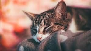 ציוד חיות מחמד הטוב ביותר LLC פרוביוטיקה חתולים - עזרה פרוביוטיקה לחתולים - תמיכה חיסונית - דרכי עיכול בריאה - CAT
