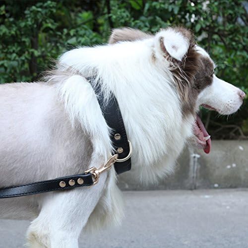 שורן עמיד צווארון כלבי עור PU עם טבעת D כפולה לכלבים בינוניים וגדולים שחורים