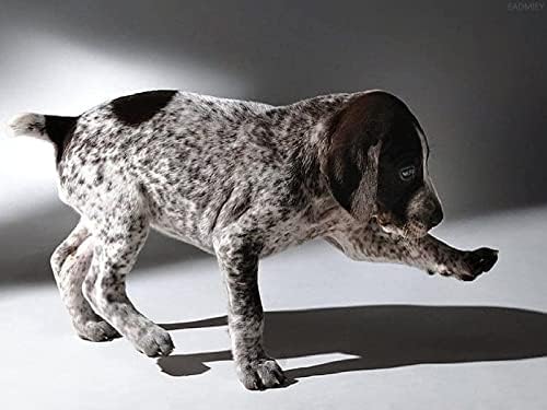 כלב מצביע גרמני שורטירור - ציור יהלום DIY על ידי ערכות מספרים 5D מקדחה מלאה עגולה ערכת ציור יהלום אמנות