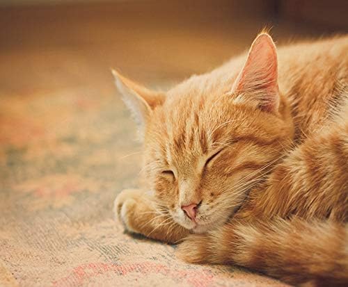 ALTUNY DIY 5D ציור ערכת מספורן שלווה כתום אדום טאבי חתול חתלת