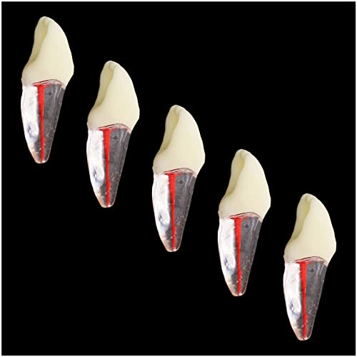 10 יחידות שיניים שורש שורש טיפול בפועל אנדו שיניים שן דגם עיסת מחקר