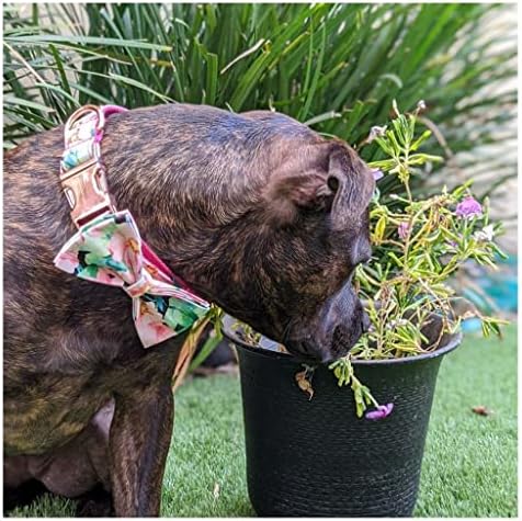 LMMDDP צווארון כלבים מחמד אישי בהתאמה אישית הדפסת פרחים פרחים