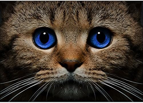 כחול עיניים חתול ד ' אמנות יהלום רקמה / מודפס / פנינה ערכת, 27 על 38 ס מ