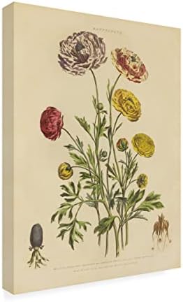 סימן מסחרי אמנות 'צמחי מרפא בוטניים XXII' אמנות קנבס מאת תיק אפל פראי
