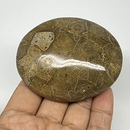 140.3 גרם, 2.9 x2.4 x1 מאובני אלמוגים צורת גלטת אבן דקל מלוטשת @morocco, קריסטל אנרגיה רייקי, מטאפיזי, B20315
