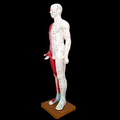 1 ו דיקור דגם-85 סמ-חצי עור וחצי שרירים לחץ נקודת המרידיאנים האנטומיה-אדם גוף נקודת דיקור דגם מרידיאן עיסוי הוראה,