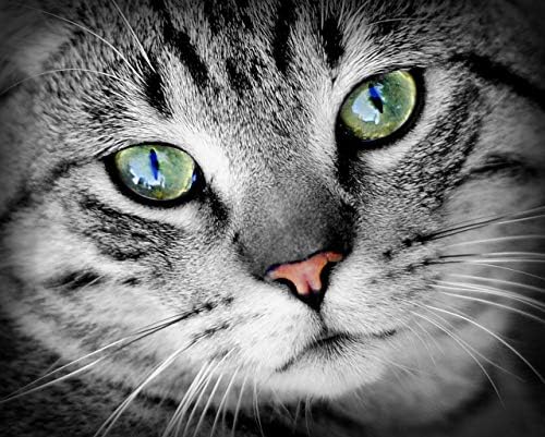 תוספי בריאות עיניים של חתול - חתולים קומפלקס בריאות עיניים - פורמולה מתקדמת לעיניים - דחיפה חיסונית - קומפלקס ויטמין