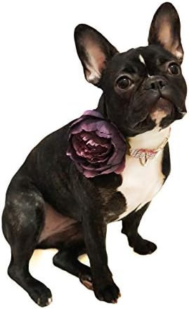 גור מתוחכם פרח צווארון כלבים סגול