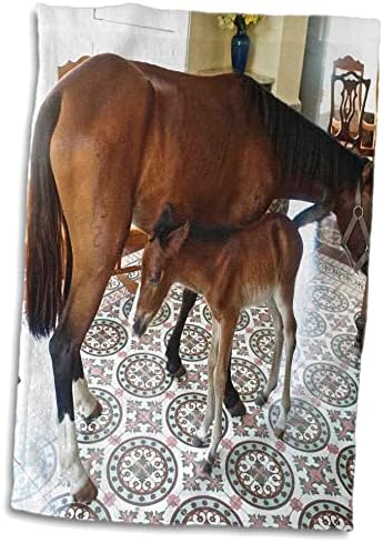 3רוז סוס תינוק בן יומו בסלון קולוניאלי על ידי סוס אחר-מגבות